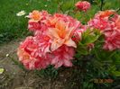 azalea Corneille
