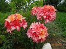 azalea Corneille