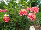 azalea Corneille