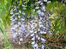 wisteria