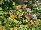 physocarpus Amber Jubilee si crataegus Punicea
