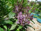 syringa Minuet