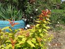 spiraea Goldflame