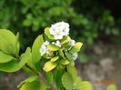 spiraea Tor Gold