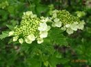 viburnum xanthocarpum