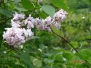 syringa Katherine Havemeyer