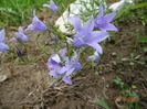 campanula patula