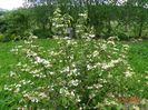 viburnum tomentosum