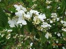 viburnum tomentosum