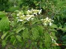 viburnum tomentosum