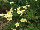 potentilla Sunset