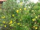 kerria japonica