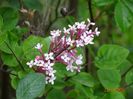 syringa Josee