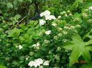 spiraea betulifolia Tor
