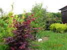 acer palmatum Trompenburg