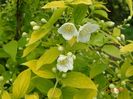 philadelphus Aureus