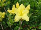 azalea Goldtopas