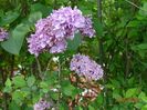 syringa Sarah Sands