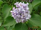 syringa Carpe Diem