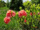 azalea Corneille