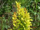 berberis Golden Rocket