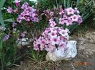 weigela Pink Poppet