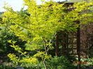 gleditsia Sunburst