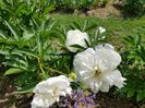Douchess de Nemour
