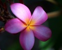 plumeria_018