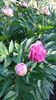 Paeonia pink spp