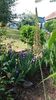 Eremurus robustus