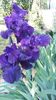 Iris germanica "night owl"