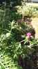 Centaurea dealbata