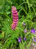 Lupin