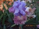 bz-r1,9-new face-15