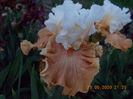 bz-r1,16-ginger ice18-epuizat