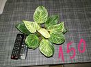 Philodendron Birkin 150 lei