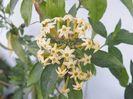 cestrum poepigii