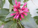 cestrum newelii
