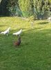 IMG-20200525-WA0013