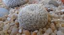 Mammillaria sp., K 1453 (M. gieseckei n.n., Calipam, Puebla, Mx. Collector: Heinz-Josef Klein)