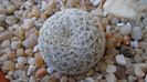 Mammillaria sp., K 1453 (M. gieseckei n.n., Calipam, Puebla, Mx. Collector: Heinz-Josef Klein)