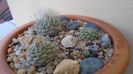 Grup de 4 Strombocactus