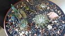 Grup de 5 Ariocarpus