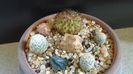 Grup de 4 cactusi