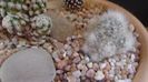 Mammillaria glassii v. nominis-dulcis