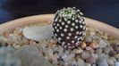 Mammillaria luethyi