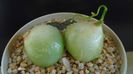 Bowiea volubilis