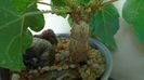 Ficus abutilifolia