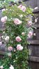 IMG-20200526-WA0011